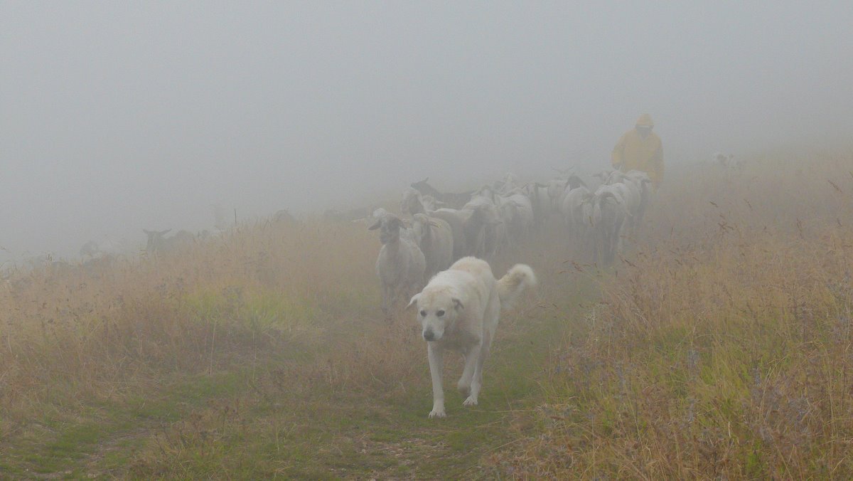 Animali al pascolo